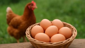 Ce înseamnă cu adevărat „găini fericite” și cât de reale sunt beneficiile